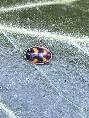 Four-spotted Nephus, Leemzeulder, Laren, North Holland, NL, photo 9 of 10