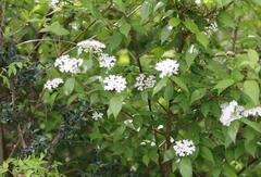 Viburnum erosum