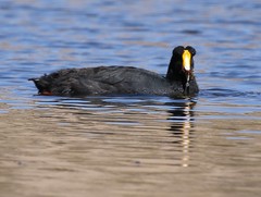 Fulica gigantea