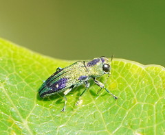 Nascioides carissima
