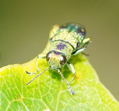 Nascioides carissima