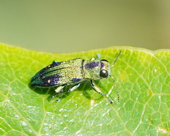Nascioides carissima