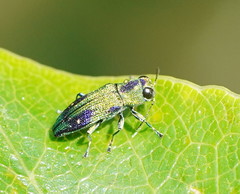 Nascioides carissima