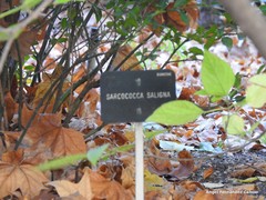 Sarcococca saligna