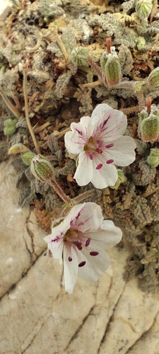 Erodium cheilanthifolium (Erodium cheilanthifolium)