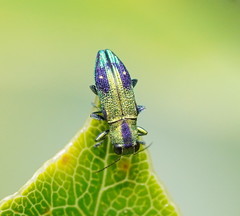 Nascioides carissima