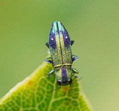 Nascioides carissima