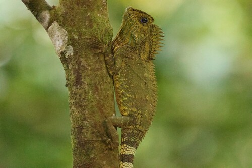 Gonocephalus chamaeleontinus