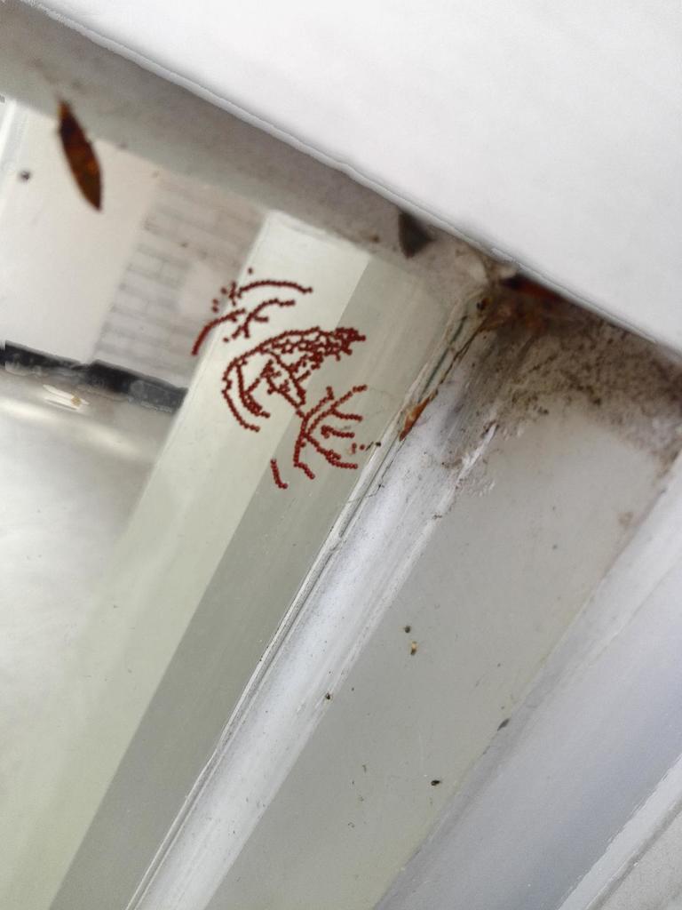 IndianMeal Moth from C.U., Ciudad de