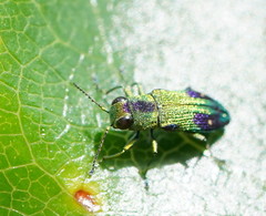 Nascioides carissima