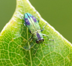 Nascioides carissima