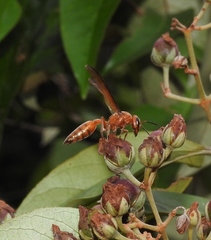 Synoeca virginea