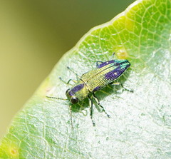 Nascioides carissima