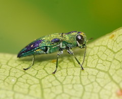 Nascioides carissima