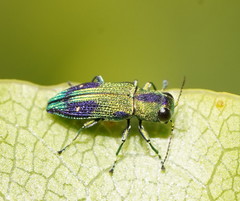 Nascioides carissima