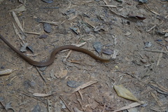 Thamnosophis infrasignatus