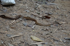 Thamnosophis infrasignatus