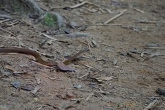 Thamnosophis infrasignatus