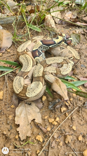 Boa Constrictor (Boa constrictor)