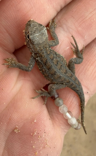 Western Earless Lizard