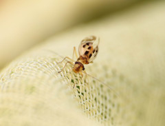 Graphopsocus