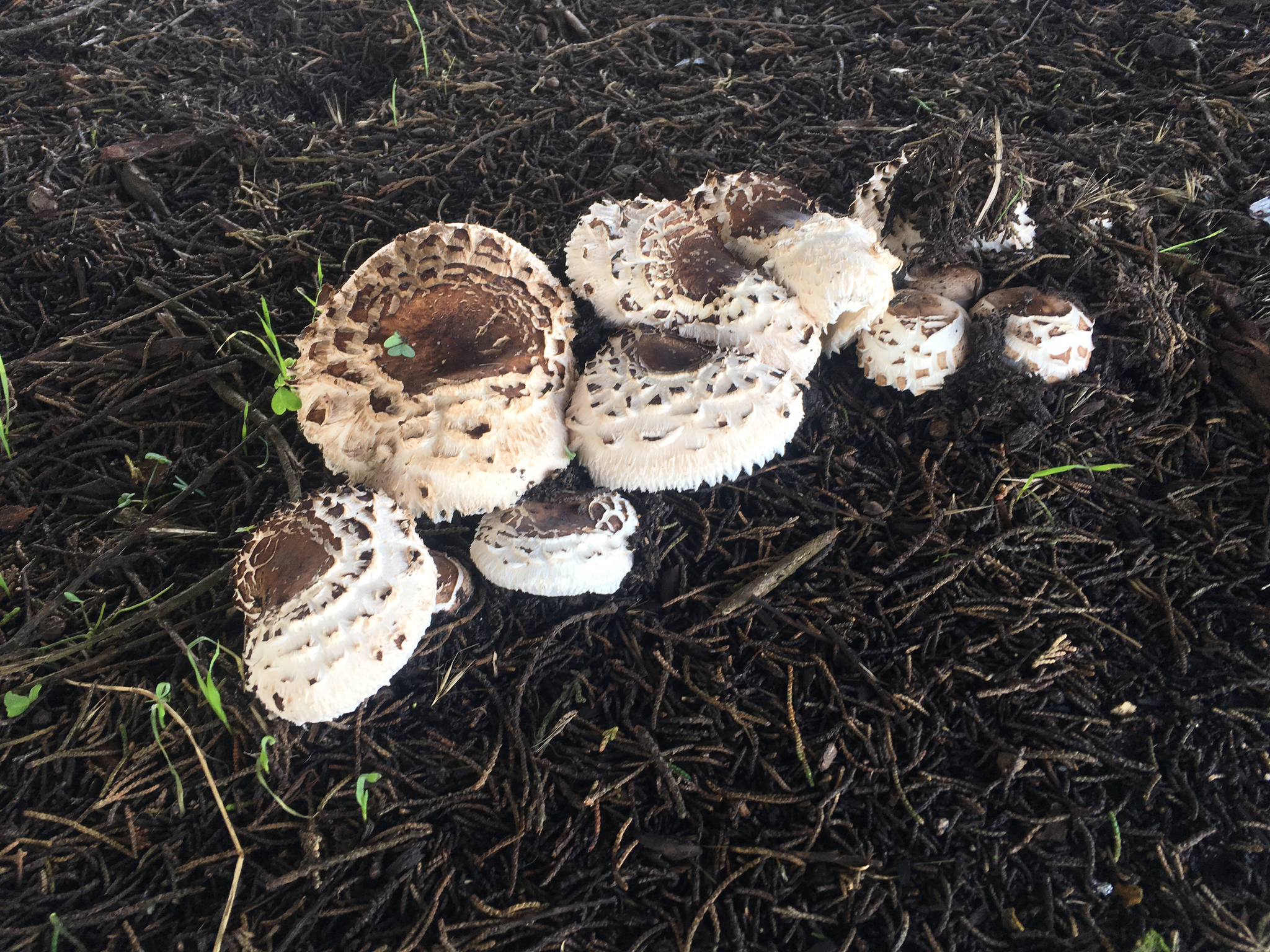 Chlorophyllum brunneum image