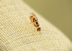 Graphopsocus