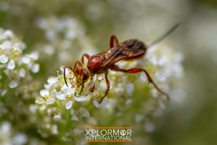 Compsocryptus calipterus