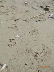 Malaclemys terrapin centrata