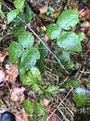 Rubus idaeus strigosus
