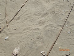 Malaclemys terrapin centrata