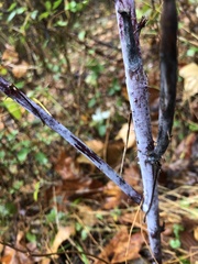Rubus idaeus strigosus