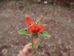 Castilleja nervata