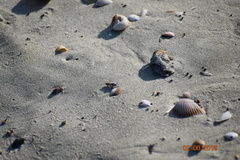 Laphystia litoralis