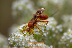 Compsocryptus calipterus