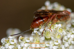 Compsocryptus calipterus