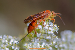 Compsocryptus calipterus