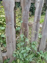 Chenopodiastrum hybridum