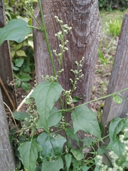 Chenopodiastrum hybridum