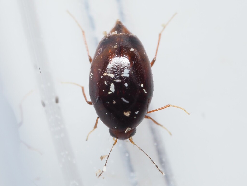 Scaphisoma boleti