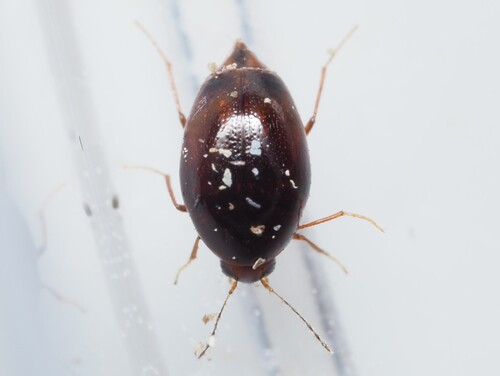 Scaphisoma boleti