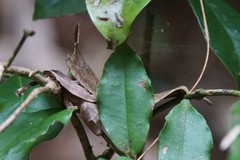 Uroplatus phantasticus