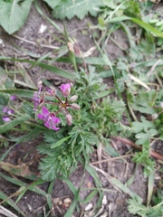 Erodium cicutarium