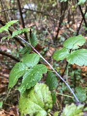 Rubus idaeus strigosus