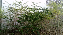 Ailanthus altissima