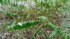 Ailanthus altissima