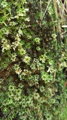Rhodobryum