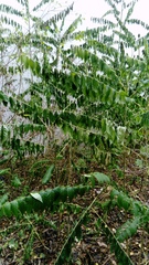 Ailanthus altissima