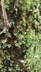 Rhodobryum