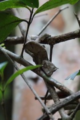 Uroplatus phantasticus